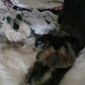 Meet your Posher, Molly